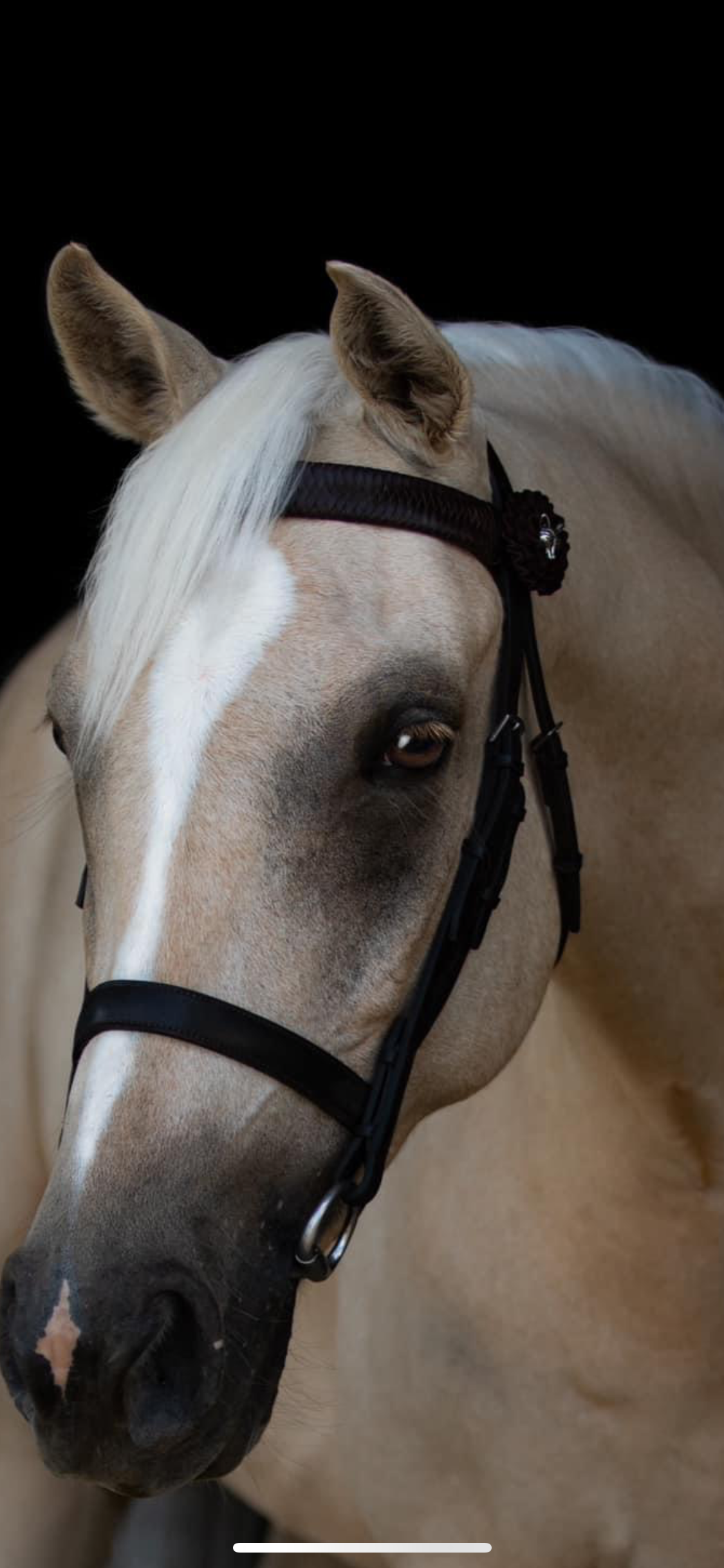 Browband - Braided Leather